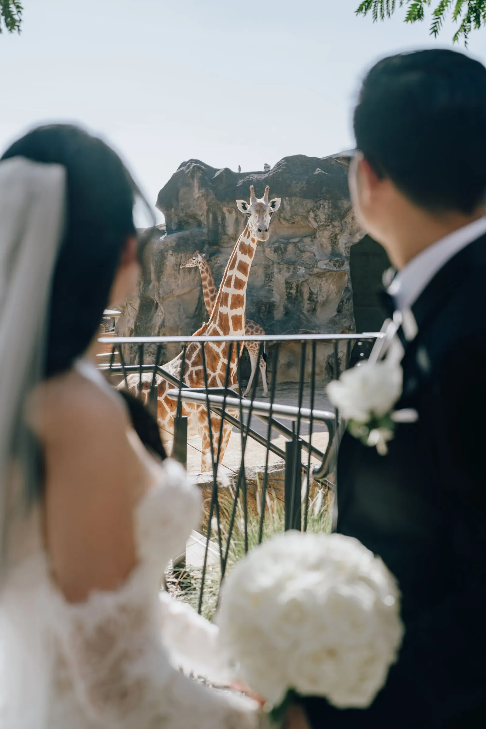 Bride and groom watching a giraffe on their wedding day
